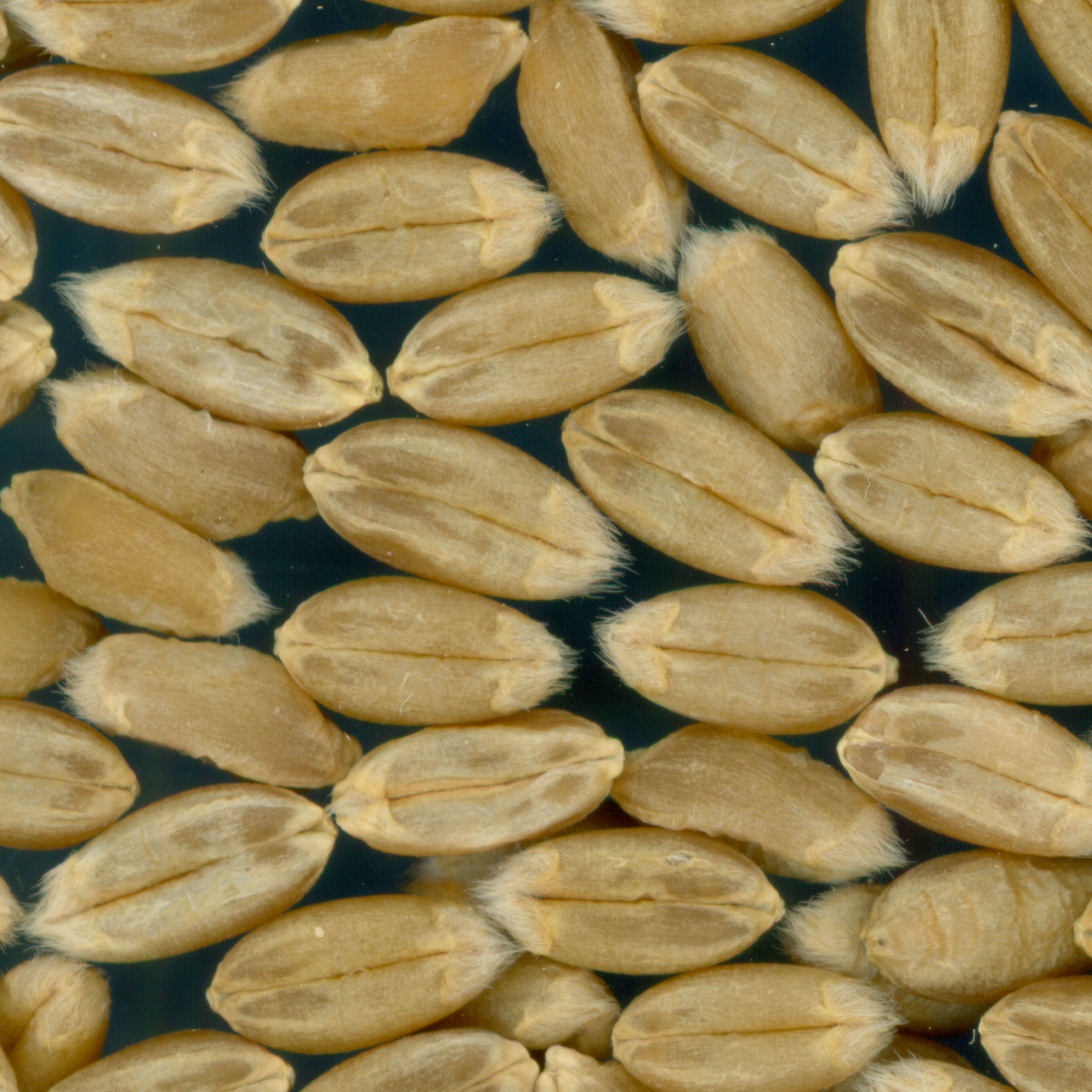 KERNELS